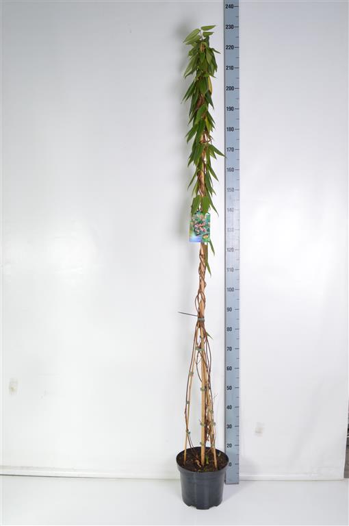 Kaprifol henryi - C7,5/P26 175-200 CM