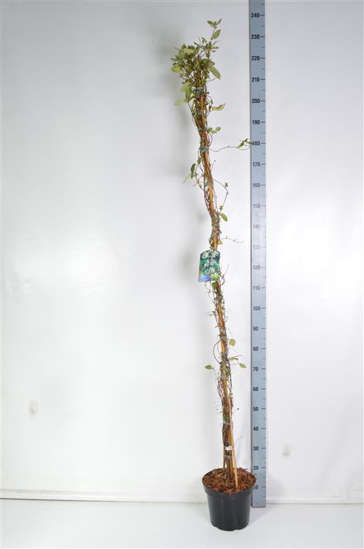 TW-2782792