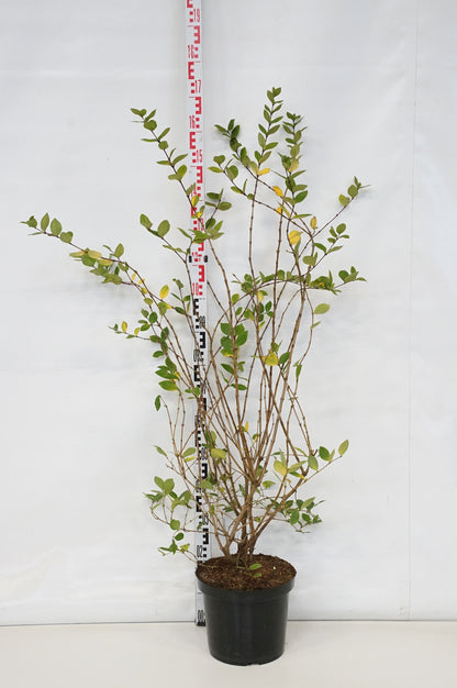 Lonicera jap. &