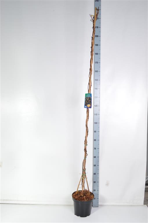 Kaprifol tellmanniana - C7,5/P26 175-200 CM