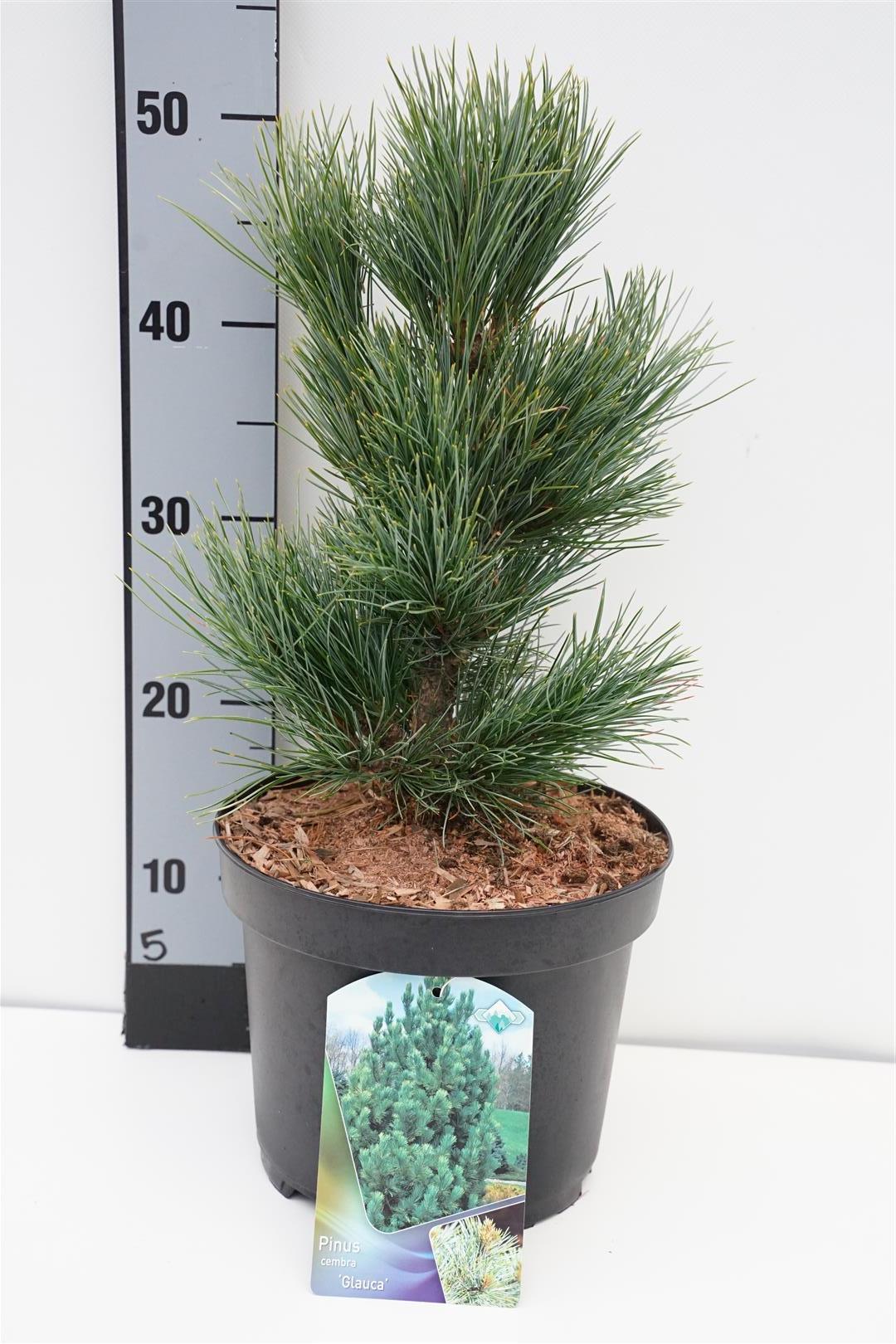 Tall cembra &