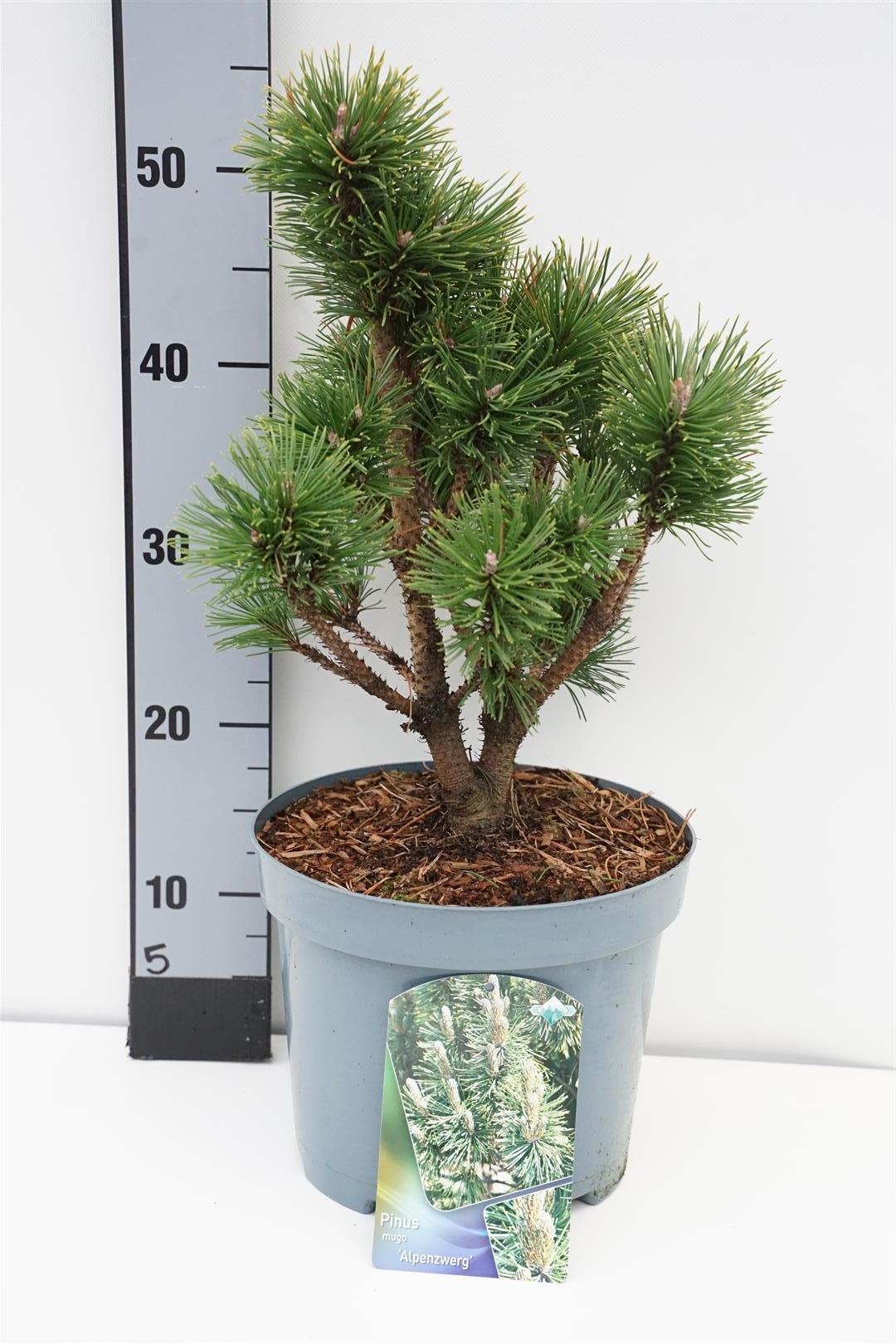 Pinus mugo &