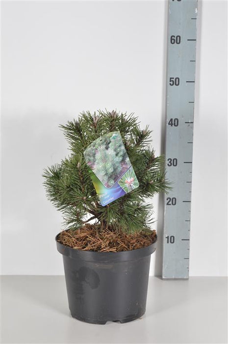 Pinus mugo 'Columbo'