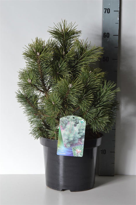 Pinus mugo 'Columbo'