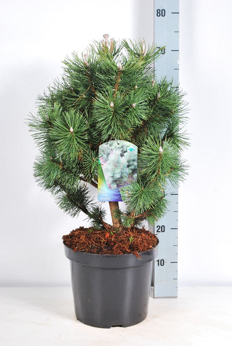 Pinus mugo 'Columbo'