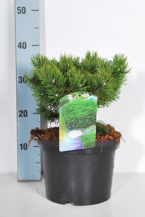 Pinus mugo &