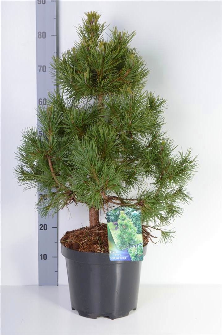 Pinus sylv. &