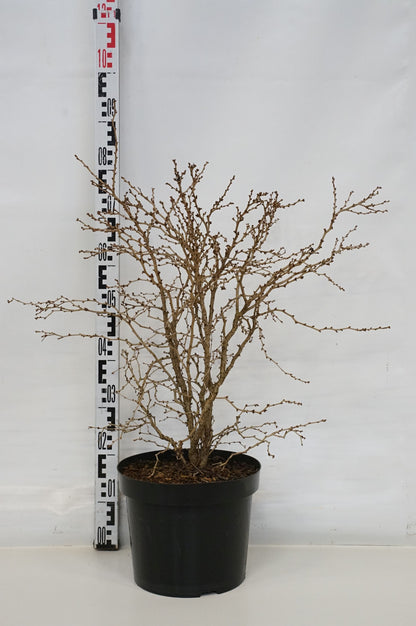 Prunus incisa &