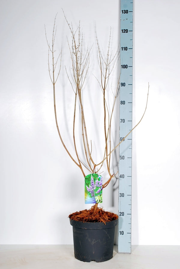 Munkpeppar agnus-castus - C7,5/P26 60-80 CM