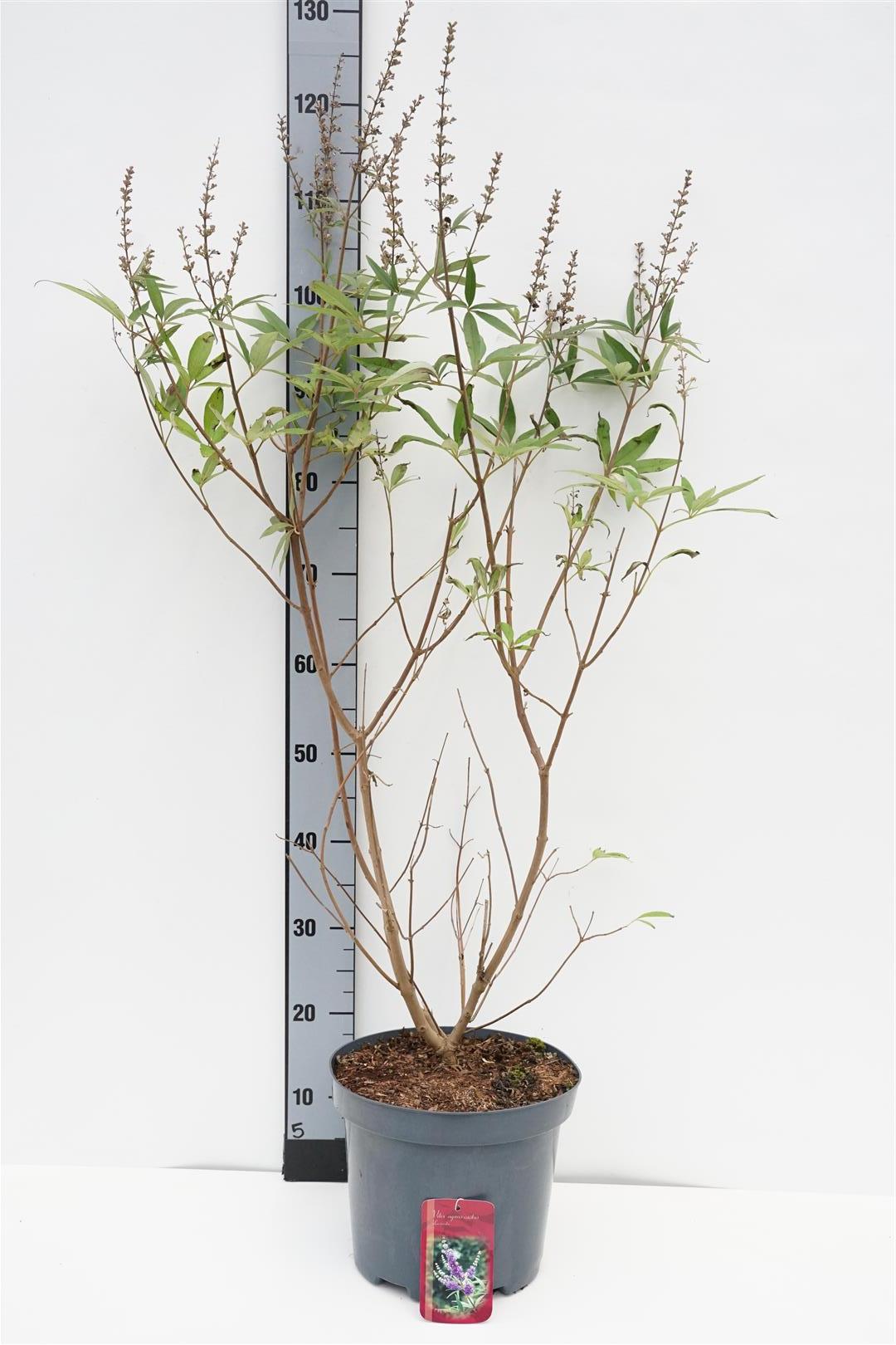 Munkpeppar agnus-castus latifolia - C7,5/P26 60-80 CM