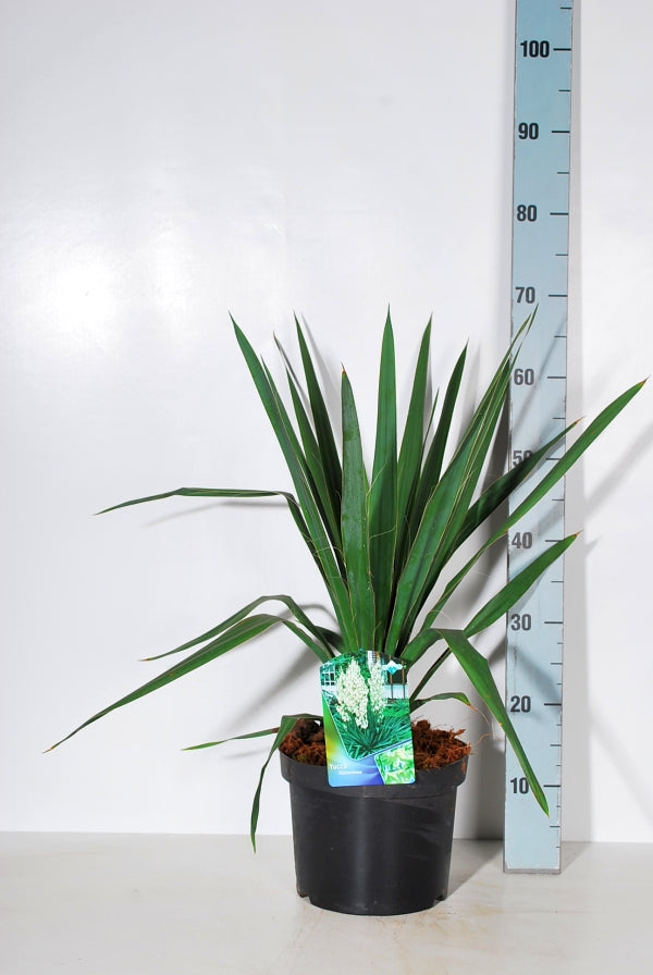 Palmlilja filamentosa - C5/P23 30-40 CM
