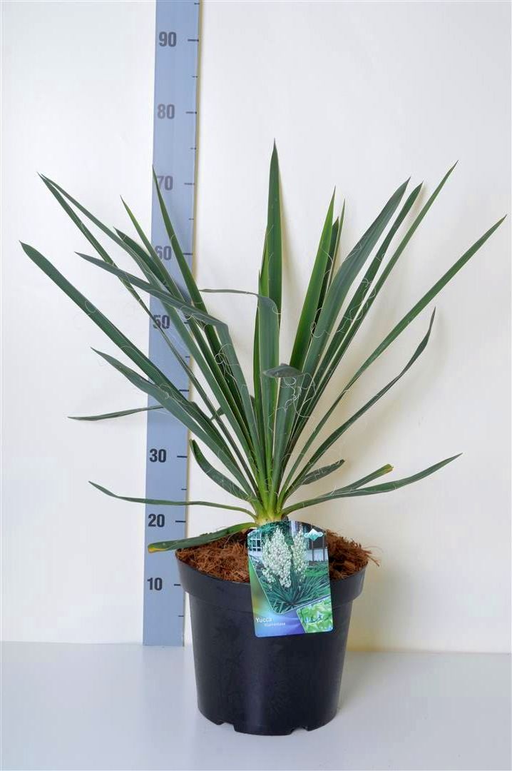 Palmlilja filamentosa - C7,5/P26 40-50 CM