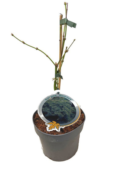Acer palmatum &