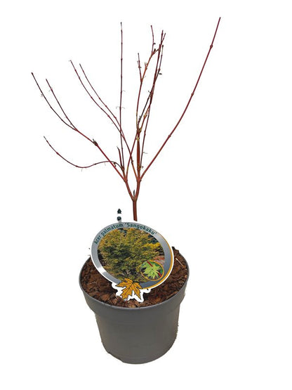 Acer pal. &