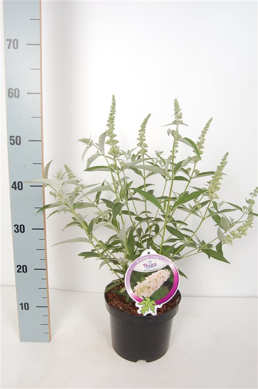 Syrenbuddleja &