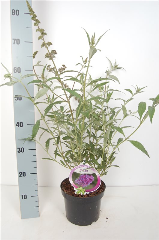 Syrenbuddleja &