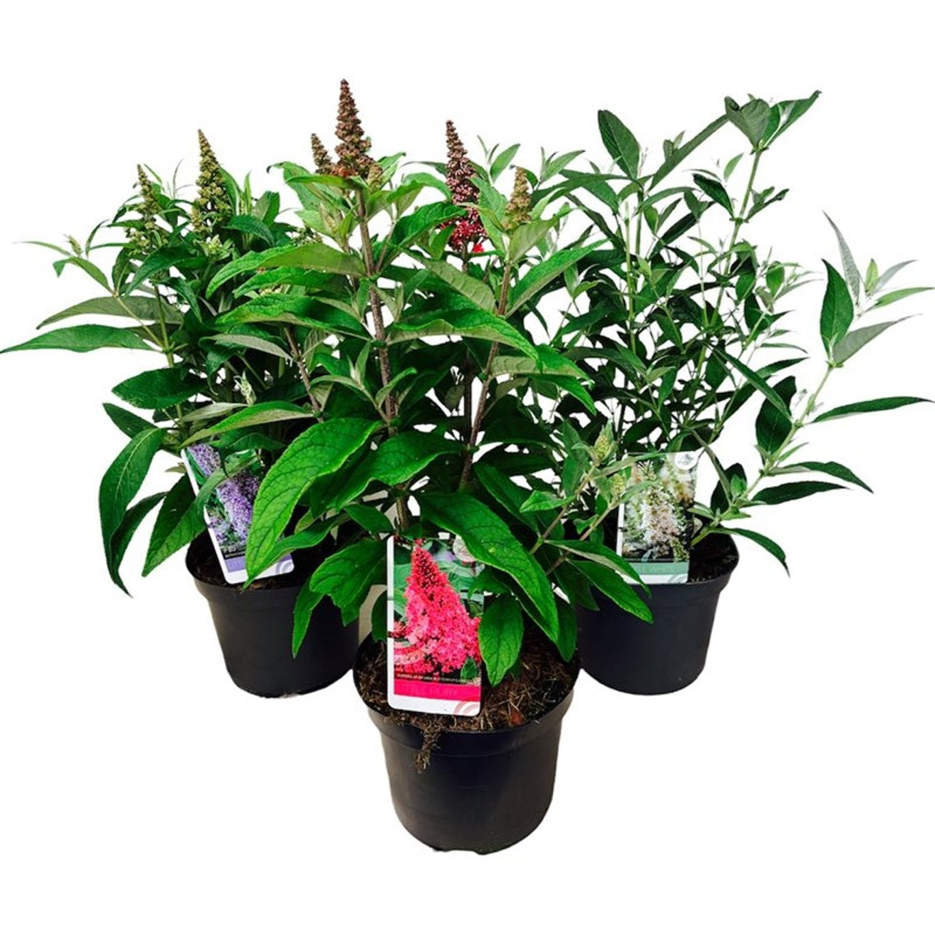 Syrenbuddleja d. &