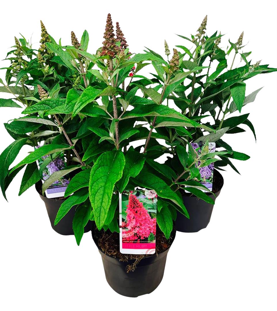 Buddleja d. &