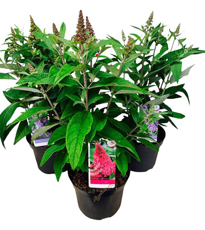 Buddleja d. &