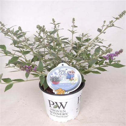 Buddleja d. &