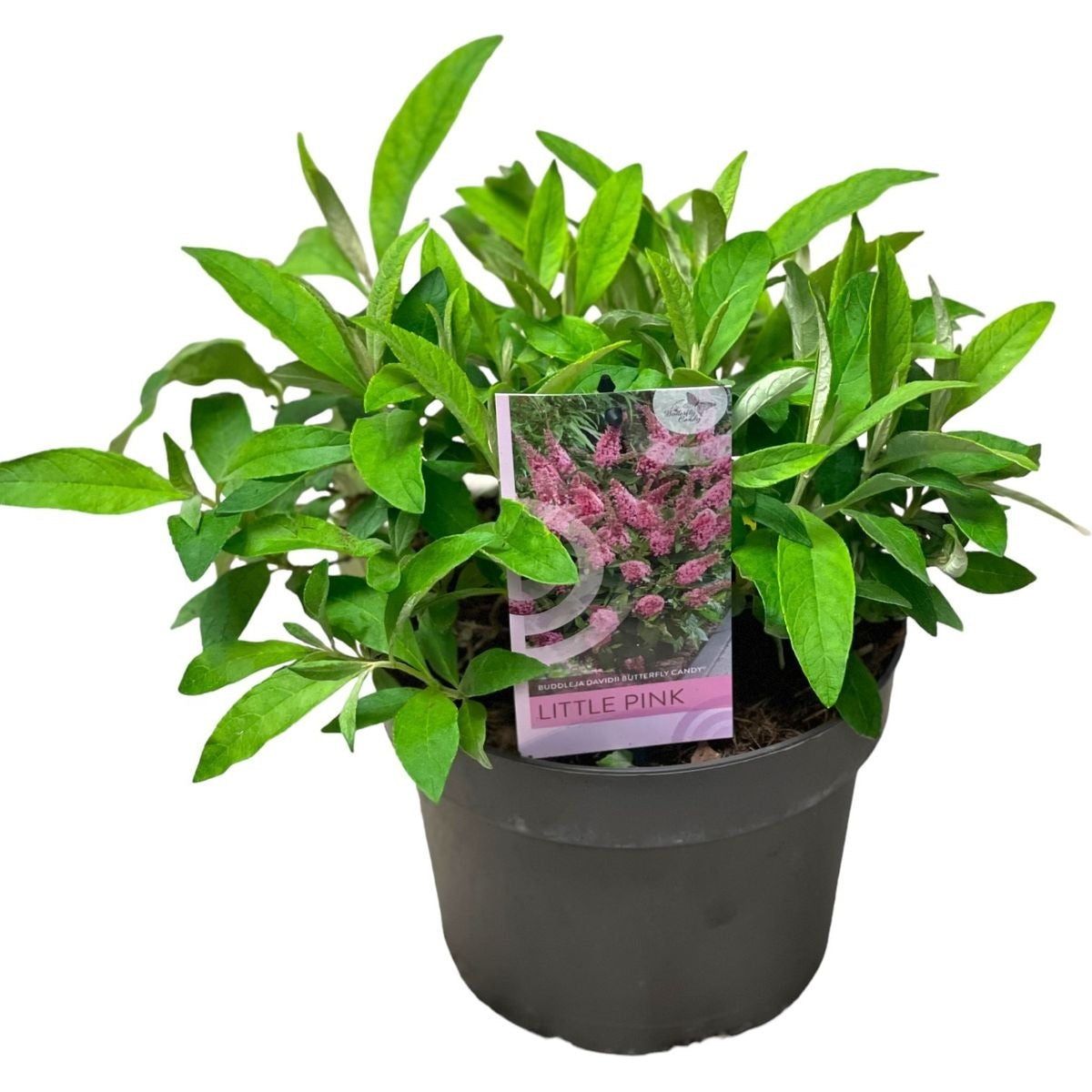 Syrenbuddleja d. &