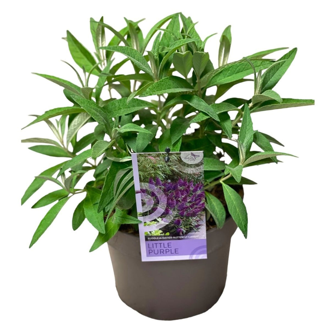 Syrenbuddleja d. &
