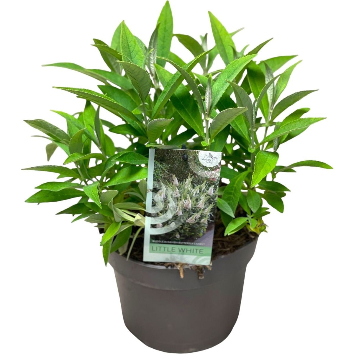 Syrenbuddleja d. &