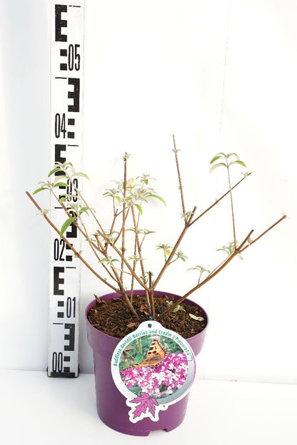 Buddleja d. &