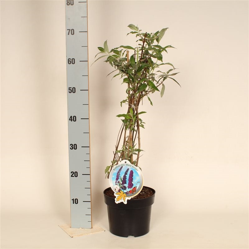 Syrenbuddleja d. &