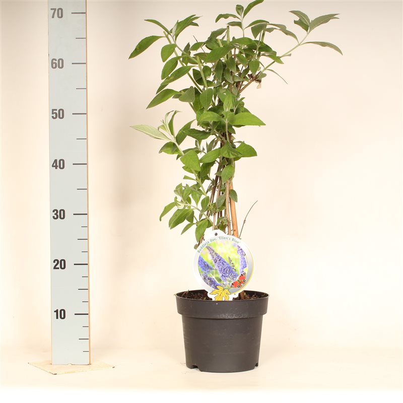 Syrenbuddleja d. &