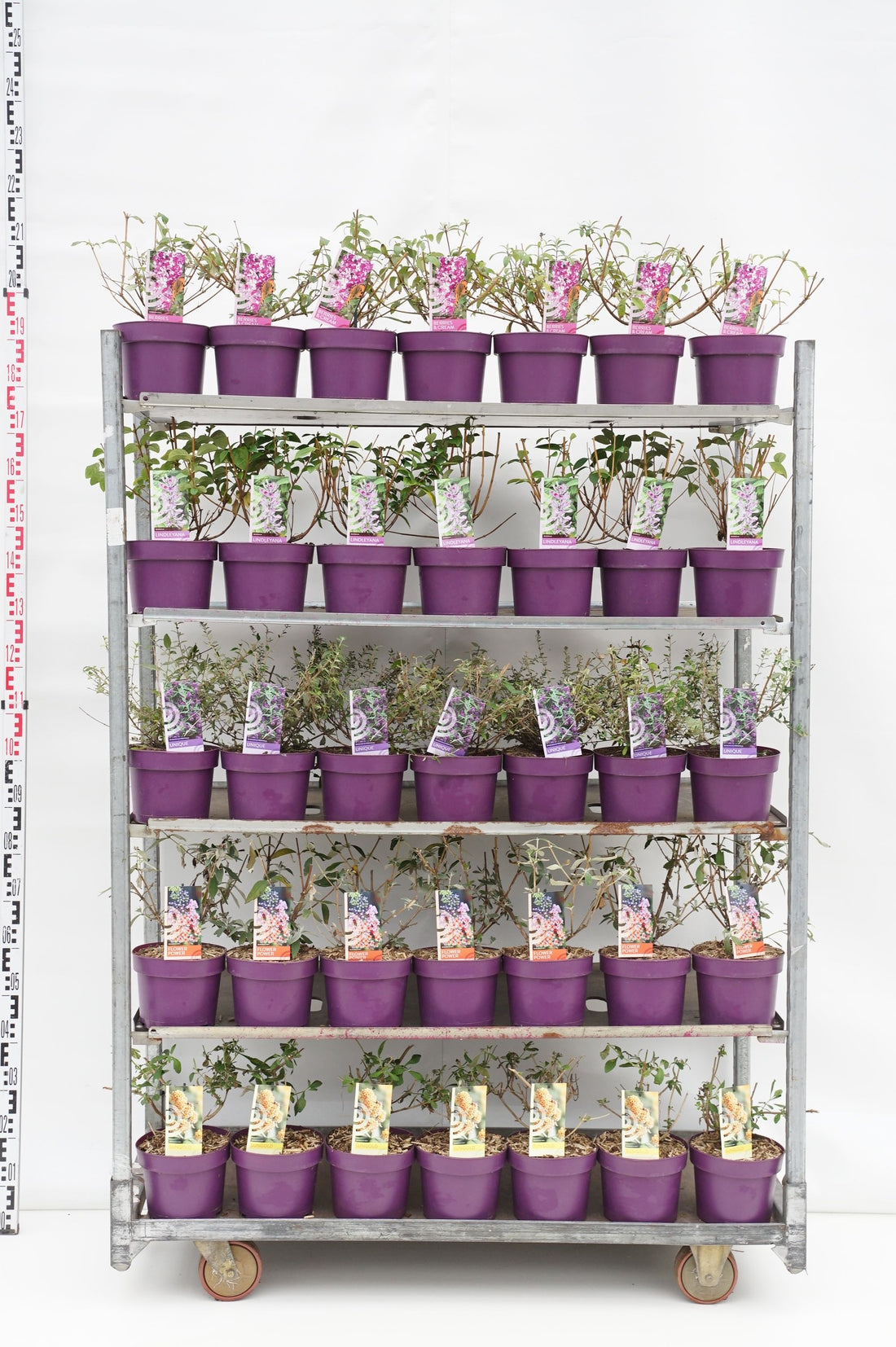 Syrenbuddleja in cultivars - C3/P19 25-30 CM