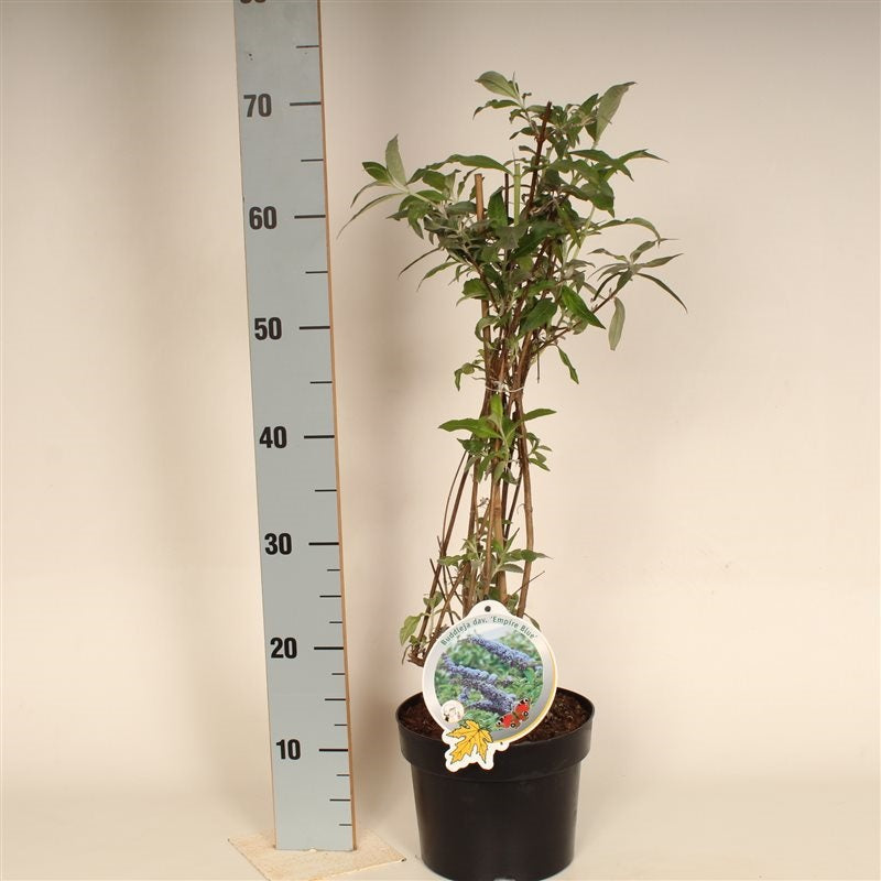 Syrenbuddleja d. &