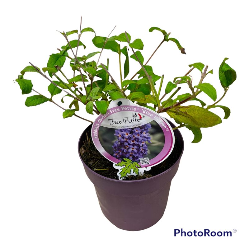 Syrenbuddleja d. &