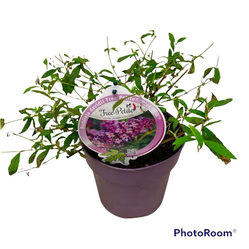 Syrenbuddleja d. &