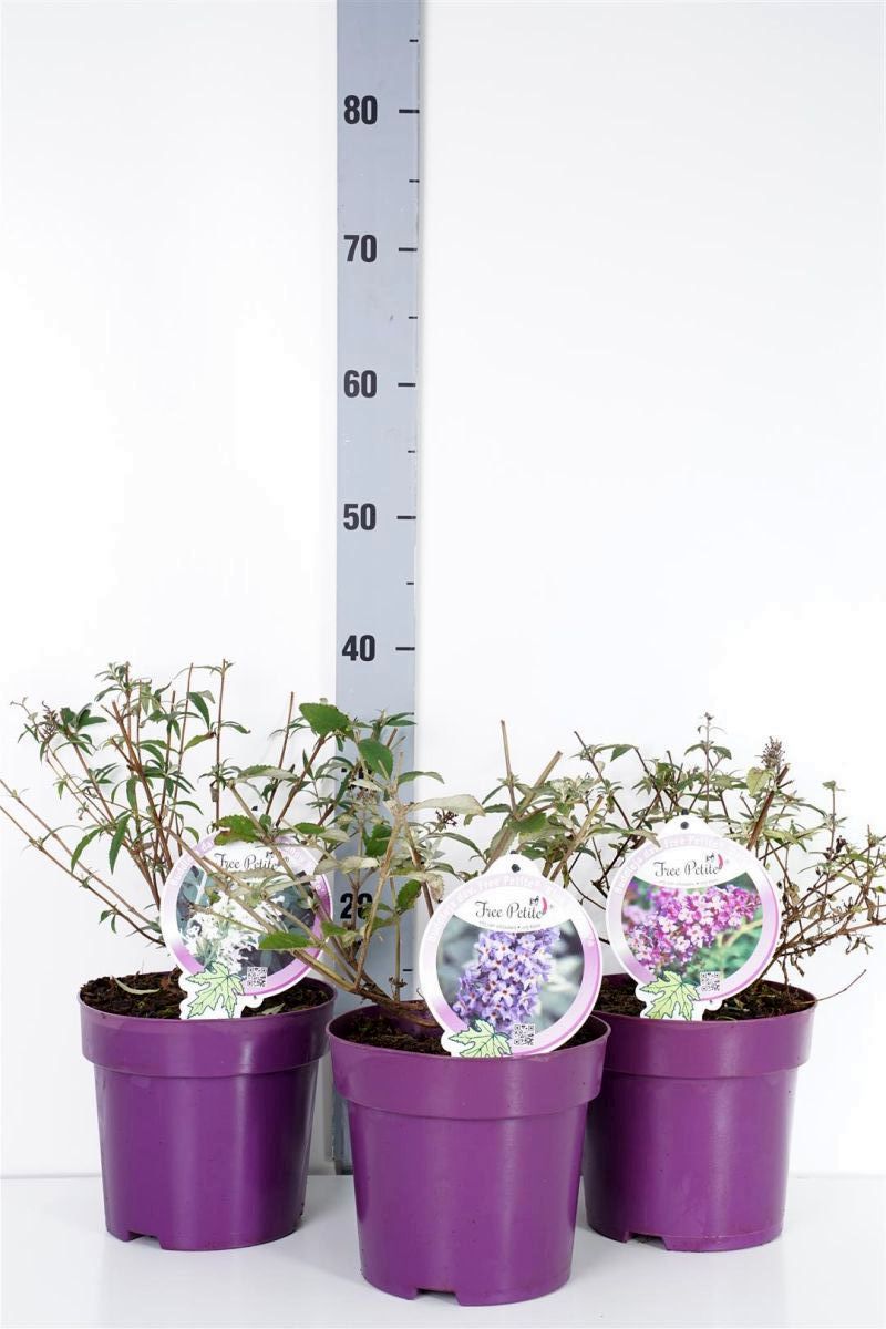 Syrenbuddleja d. &