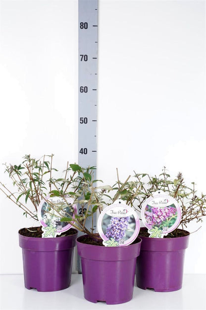 Buddleja d. &