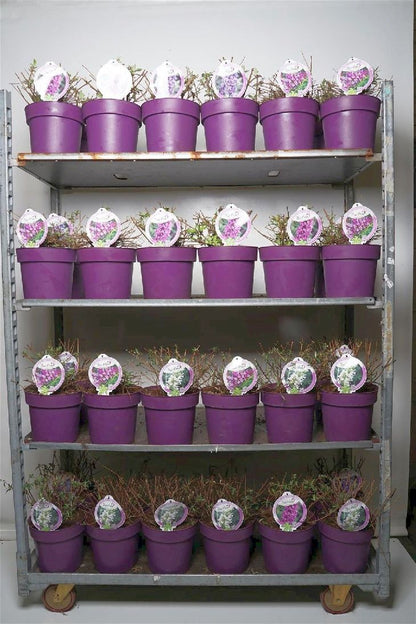 Buddleja d. &