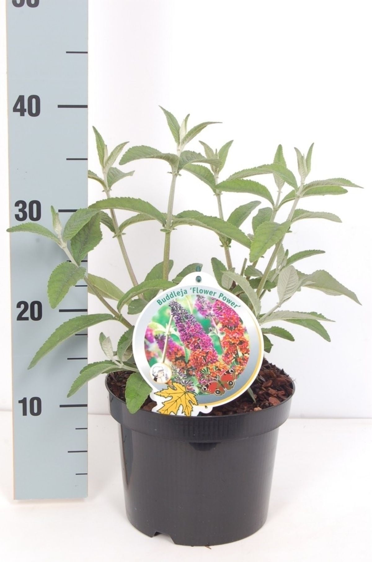 Syrenbuddleja d. &