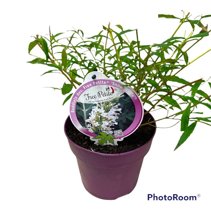 Syrenbuddleja d. &