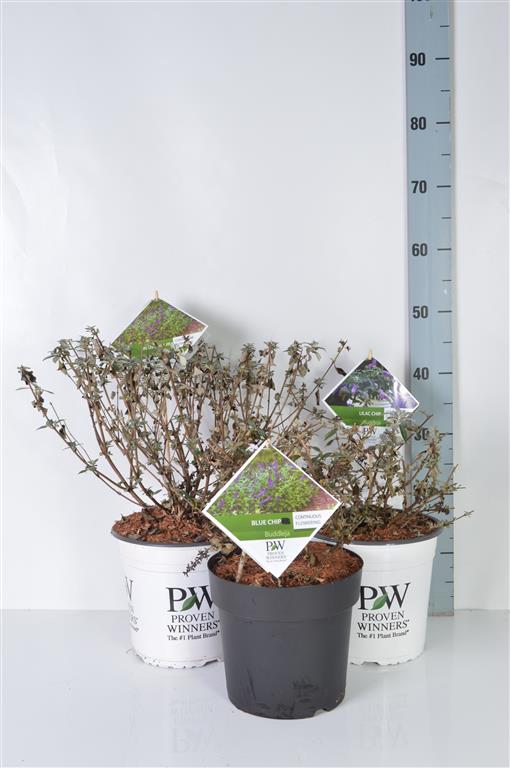 Syrenbuddleja davidii in cultivars - C3/P19 50-60 CM