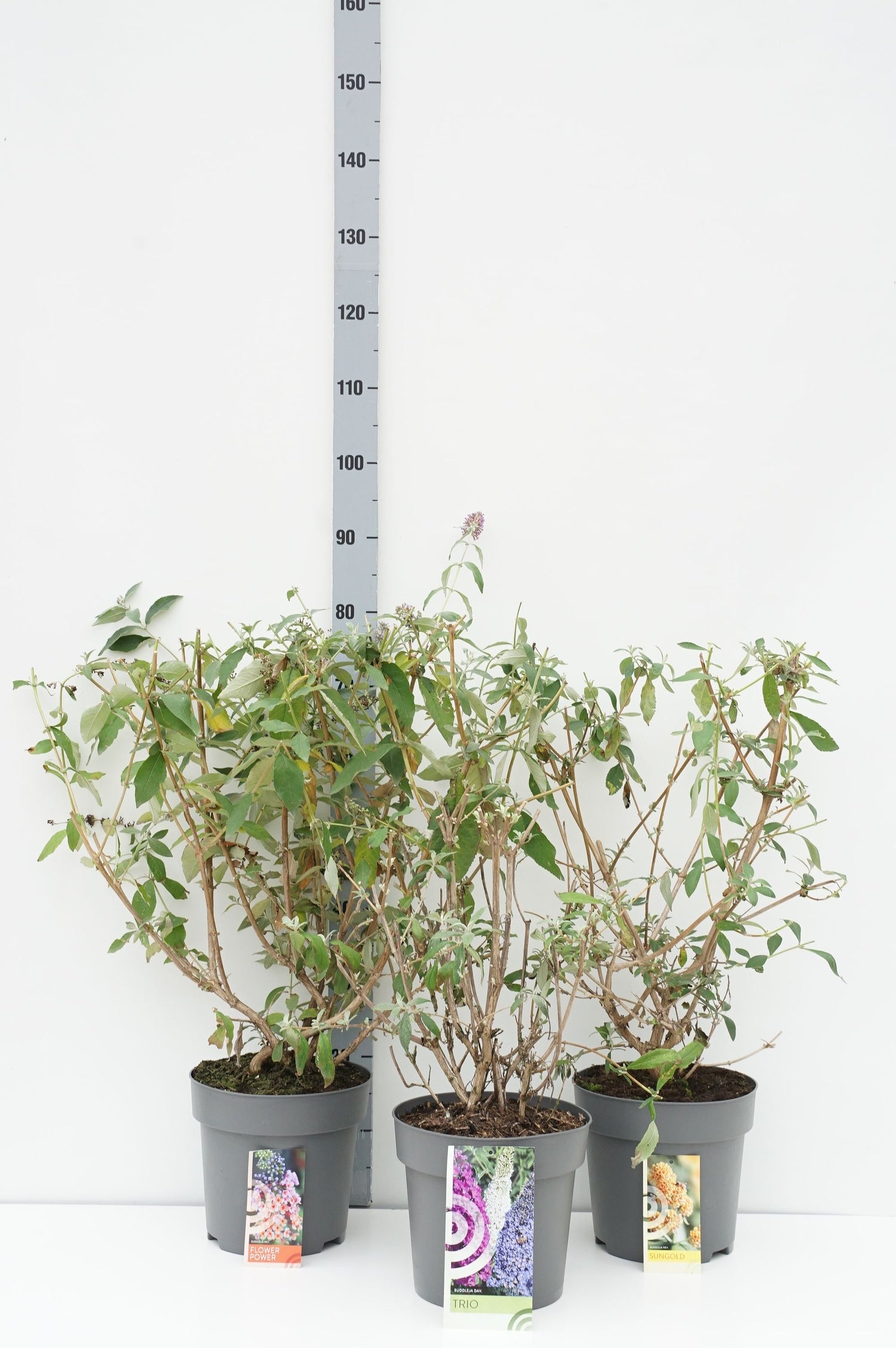 Syrenbuddleja davidii in cultivars - C7,5/P26 50-60 CM