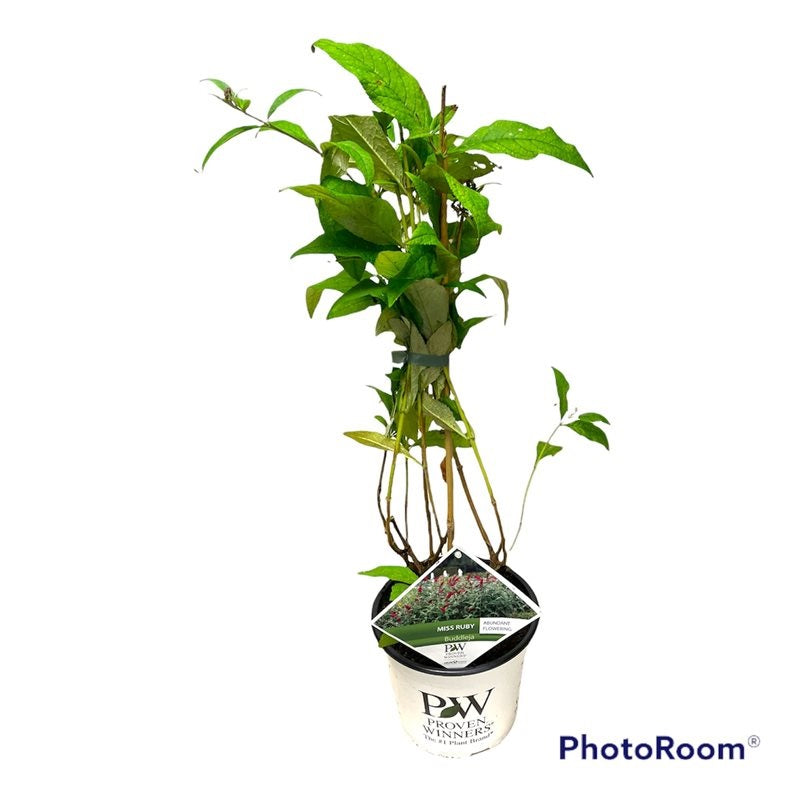 Syrenbuddleja d. &