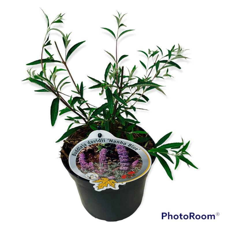 Syrenbuddleja d. &