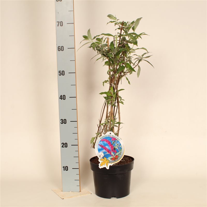 Syrenbuddleja d. &
