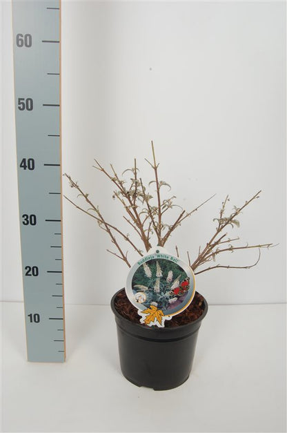 Buddleja d. &