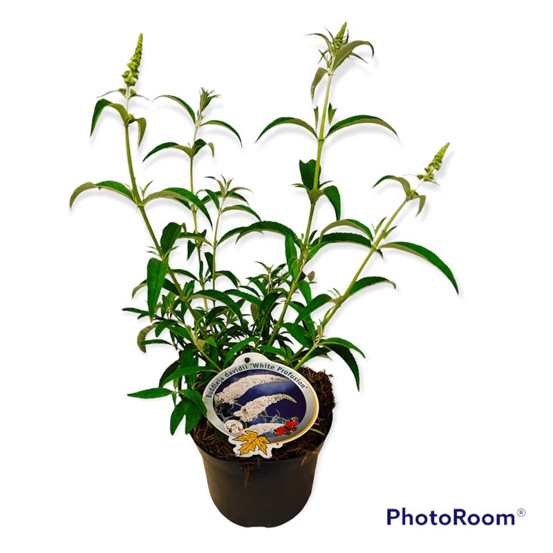 Syrenbuddleja d. &