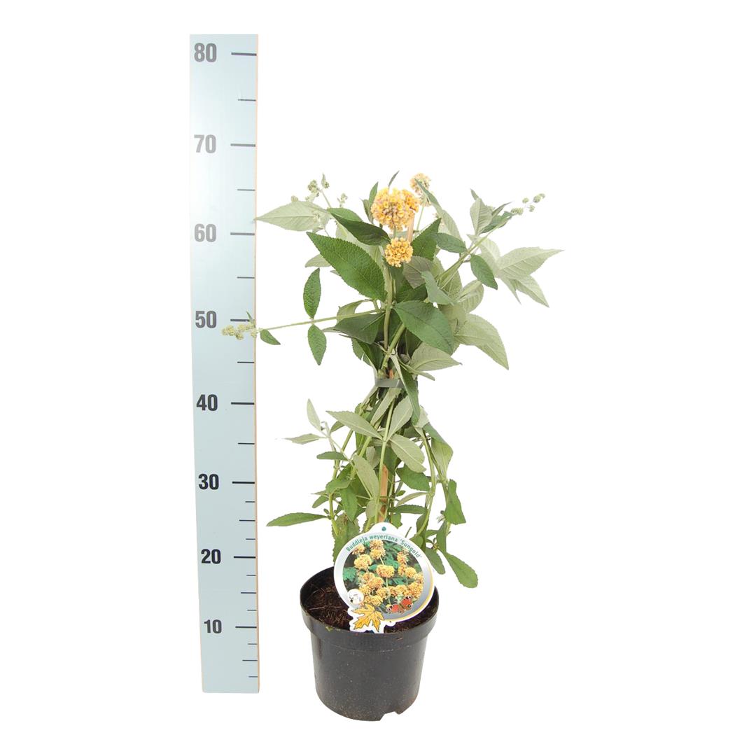 Syrenbuddleja weyeriana &