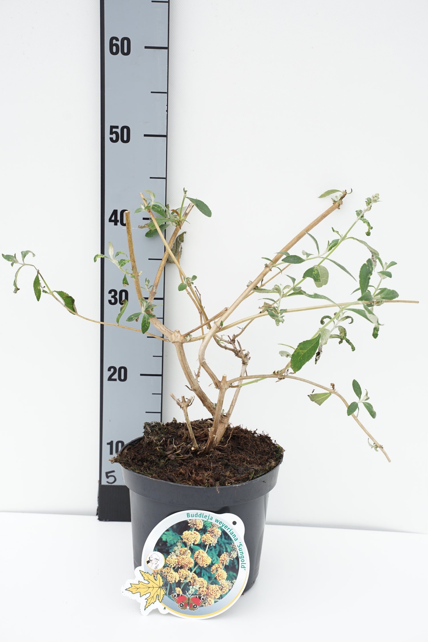 Syrenbuddleja weyeriana &