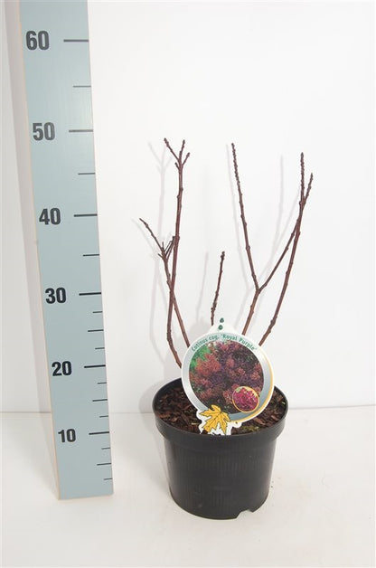 Cotinus cogg. &