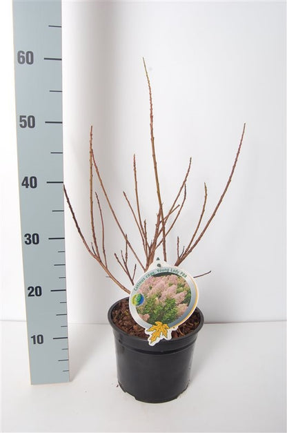 Cotinus coggygria &